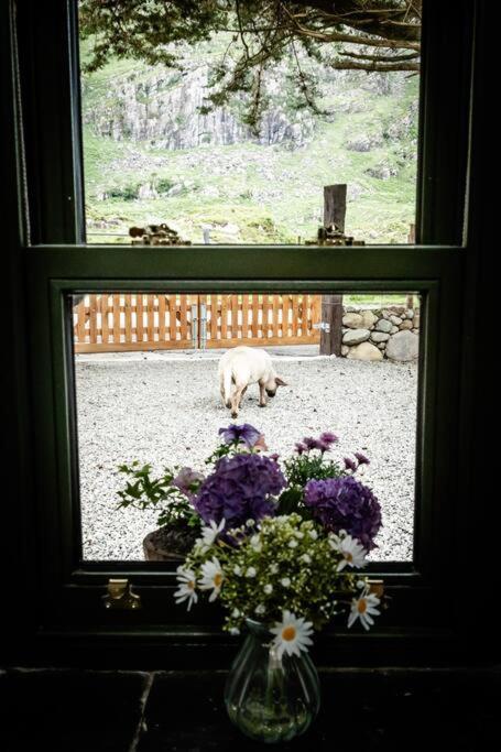 Hébergement de vacances Gap Of Dunloe Shepherd's