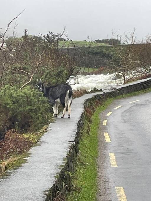 Gap Of Dunloe Shepherd's * Cill Airne